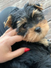 Photos supplémentaires: Yorkshire terriers à vendre