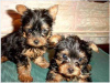 Photo №1. yorkshire terrier - à vendre en ville de Prague | Gratuit | Annonce №124139