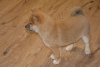 Photo №3. Beautiful shiba inu. La finlande