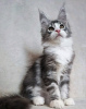 Photo №1. maine coon - à vendre en ville de Вашингтон | 379€ | Annonce № 118290