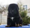 Photos supplémentaires: Chiots Mastiff tibétain