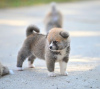 Photos supplémentaires: Chiots Akita Inu