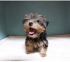 Photo №1. yorkshire terrier - à vendre en ville de Москва | 271€ | Annonce №8122