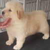 Photos supplémentaires: Chiots Golden retriever en bonne santé, adorables et socialisés, disponibles