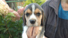Photo №1. beagle - à vendre en ville de Smorgon | 149€ | Annonce №13044