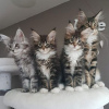 Photo №2 de l'annonce № 114047 de la vente maine coon - acheter à Allemagne annonce privée