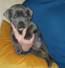 Photo №2 de l'annonce № 18150 de la vente staffordshire bull terrier - acheter à La Grande-Bretagne annonce privée