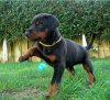 Photo №1. dobermann - à vendre en ville de Stockholm | négocié | Annonce №96300