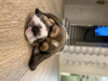 Photo №2 de l'annonce № 70792 de la vente beagle - acheter à Fédération de Russie éleveur