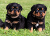 Photo №1. rottweiler - à vendre en ville de Paris | négocié | Annonce №76032