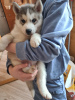 Photo №4. Je vais vendre husky de sibérie en ville de Tallinn. annonce privée - prix - négocié