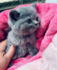 Photo №1. british shorthair - à vendre en ville de Москва | 450€ | Annonce № 117861