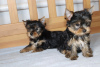 Photo №1. yorkshire terrier - à vendre en ville de Афины | Gratuit | Annonce №125331