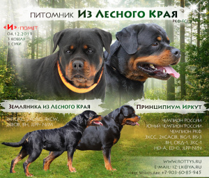 Photo №4. Je vais vendre rottweiler en ville de Nizhny Novgorod. de la fourrière - prix - 432€
