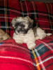 Photo №1. shih tzu - à vendre en ville de Montreal | 473€ | Annonce №103606