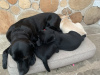 Photos supplémentaires: chiots Labrador forts à adopter