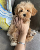 Photo №3. Chiots Maltipoo élevés dans une maison familiale. Allemagne