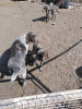 Photo №1. chien d'arrêt allemand à poil dur - à vendre en ville de Ramenskoye | 110€ | Annonce №10250