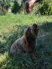 Photos supplémentaires: Chiots Lagotto Romagnolo de race pure