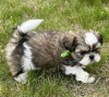 Photo №2 de l'annonce № 111385 de la vente shih tzu - acheter à USA annonce privée