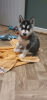 Photo №1. husky de sibérie - à vendre en ville de Melbourne | 800€ | Annonce №11834