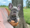 Photo №2 de l'annonce № 110718 de la vente bouledogue - acheter à USA annonce privée, éleveur