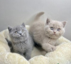 Photo №1. british shorthair - à vendre en ville de Helsinki | 237€ | Annonce № 111229