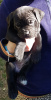 Photo №4. Je vais vendre cane corso en ville de Tbilissi.  - prix - 240€