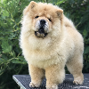 Photos supplémentaires: Chiots Chow Chow à vendre !