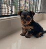 Photo №3. Chiots Yorkshire Terrier. Allemagne