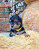 Photo №4. Je vais vendre yorkshire terrier en ville de Zrenjanin. éleveur - prix - négocié