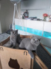 Photo №2 de l'annonce № 108589 de la vente british shorthair - acheter à Allemagne annonce privée, de la fourrière, de l'abri, éleveur