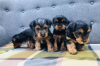 Photo №3. Teacup Yorkshire Terrier Puppy en adoption gratuite. Allemagne