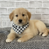 Photo №3. Magnifiques chiots Golden Retriever. USA