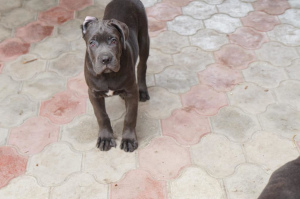 Photo №4. Je vais vendre cane corso en ville de Krasnodar. annonce privée - prix - 231€