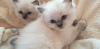 Photos supplémentaires: Chatons Ragdoll vaccinés prêts à être vendus à des foyers aimants