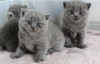 Photo №1. british shorthair - à vendre en ville de New york | 265€ | Annonce № 104287