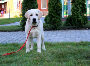 Photos supplémentaires: Fawn Boy Labrador Retriever