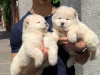 Photo №1. chow-chow - à vendre en ville de Vienna | négocié | Annonce №77598