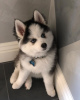 Photo №1. husky de sibérie - à vendre en ville de Tampere | Gratuit | Annonce №92984