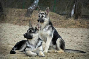 Photo №2 de l'annonce № 2891 de la vente berger de l'est de l'europe, chien chinois à crête - acheter à Fédération de Russie de la fourrière