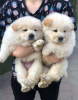 Photo №2 de l'annonce № 80276 de la vente chow-chow - acheter à Portugal annonce privée