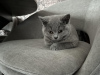 Photo №1. british shorthair - à vendre en ville de Wiesbaden | 250€ | Annonce № 92682