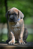 Photos supplémentaires: Chiots Cane Corso