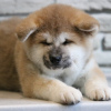 Photo №1. akita (chien) - à vendre en ville de Братислава | 350€ | Annonce №111325