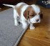 Photo №3. Adorables chiots Cavalier King Charles en adoption gratuite. Allemagne