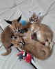 Photo №3. chatons ocelot , serval et caracal disponibles. France