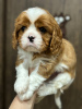 Photo №1. cavalier king charles spaniel - à vendre en ville de Minsk | 700€ | Annonce №94036