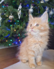 Photos supplémentaires: Chatons Maine Coon de race pure disponibles à l'adoption