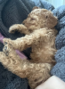 Photo №3. Chiots F1B Cavapoo. Australie